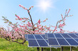 Solar energy panels in the peach forest