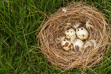 Nest With Eggs Of  Quail On Grass In The Wood