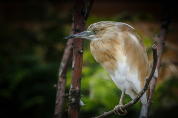 Wall Mural - purple heron