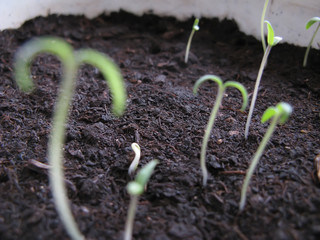 Sprouts of Tomato Plants / Sprouts of tomato plants in a plastic pot close up