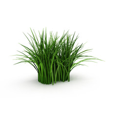 Wall Mural - Grass isolated on white. 3D illustration