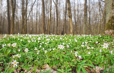 Canvas Print - beautiful wild white flowers in forest