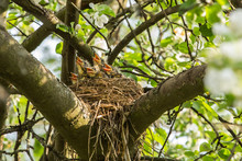 Five Hungry сhicks In A Nest On A Tree Branch In Spring	