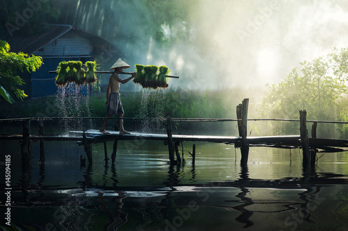 Fotografering Asian farmers grow rice in the rainy season