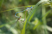 Two Dragonflies Mating On Grass . Close-up