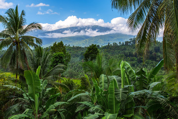 mount halcon in the clouds,mindoro island,philippines