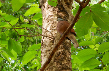 Dove on tree branch, Bird on a branch