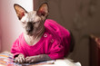 Cat sphinx in pink blouse lying on Journal