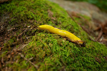 Banana Slug In Red Wood Forest 