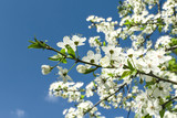 Fototapeta Na sufit - Flowers and leaves cherry on a blue sky background