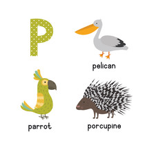 Cute Children Zoo Alphabet P Letter Tracing Of Funny Animal Cartoon For Kids. Parrot Porcupine Pelican