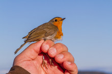 Robin, Erithacus Rubecula, Bird In A Womans Hand For Bird Banding