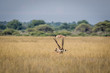 © simoneemanphoto - Two Gemsbok head sticking out of the grass.