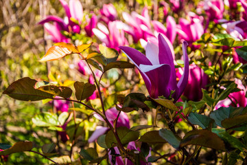 magnolia rosa primaverile