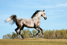Gray Horse Galloping In A Field