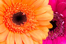 Orange And Pink Gerbera Flowers Close Up.