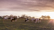 Cows Pasture Farmland at sunset Germany Landscape Nature