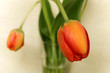 Czerwony tulipan główka, blisko. W tle wazon, zielone łodygi, liście.