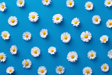 daisy pattern. flat lay spring and summer flowers on a blue background. repeat concept. top view