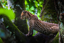 Oncilla. Wild Cat On A Tree. Wild Cats. Ecuador.
