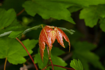 new leaves on a florida maple tree in springtime
