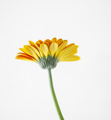 Underneath gerber Daisy