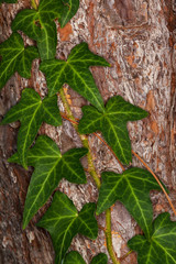 Wall Mural - English ivy plant climbing on a tree trunk