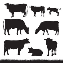 Silhouettes Of Grass, Caws And Baby Cows In Different Poses Isolated On White Background