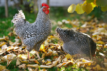 Rooster And Chickens In The Garden On A Background Of Autumn Leaves.