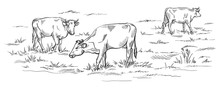 Cows Grazing On Meadow Hand Drawn Vector Illustration Sketch