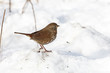 © Feng Yu - Fox sparrow and snow