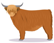 Highland Cattle Cow