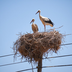 Storks on nest on electricity pole