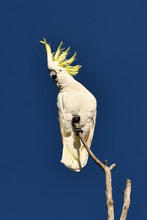 Sulphur-crested Cockatoo Showing Crest
