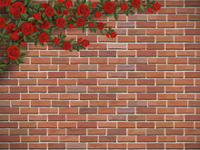 Bush Climbing Rose On A Brick Wall Background. Scarlet Flowers Hang In The Corner.