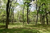 Fototapeta Krajobraz - 神代植物公園の新緑