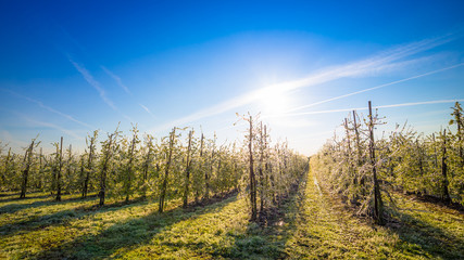 Vereiste Obstblüten