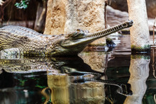 Gharial Head Above Water, It Is A Most Endangered And Almost Extinct Crocodile In The World