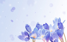 Crocus Flowers On Blue Background