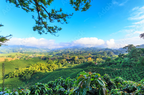 Fotografía Brilliant blue sky view of a Coffee plantation near Manizales in the Coffee Triangle of Colombia