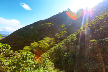 Wall Mural - The sun bursts over the mountain at a  coffee plantation near Manizales in the Coffee Triangle of Colombia.