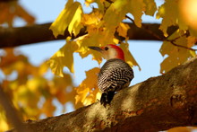 Male Red Bellied Woodpecker Sitting In Maple Tree In Autumn
