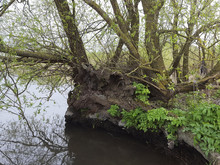 Willow Tree Almost Uprooted By Water; Biesbosch NP, Netherlands