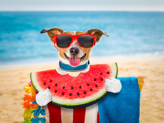 Poster - dog on  hammock or beach chair