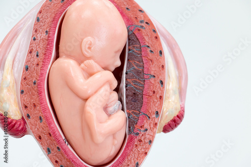 Fotografia, Obraz Development of Embryo model, fetus for classroom education.