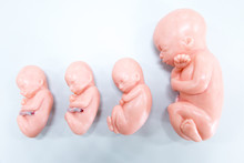 Development Of Embryo Model, Fetus For Classroom Education.	