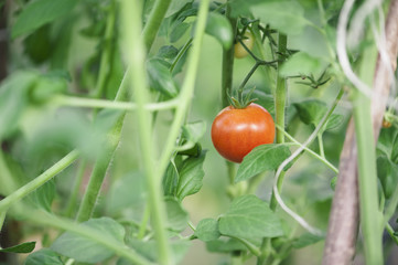 Delicious ripe farm cherry tomatoes growing on the bush