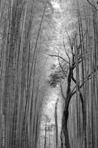 Foto-Gardine - Black and white bamboo groves, Japan. (von smilekorn)