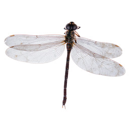 Wall Mural - Dragonfly isolated on white background