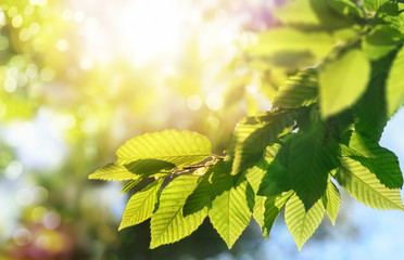 Wall Mural - Green leaves on a branch with the sun in the background, shallow focus for pleasant  bokeh and copy space
